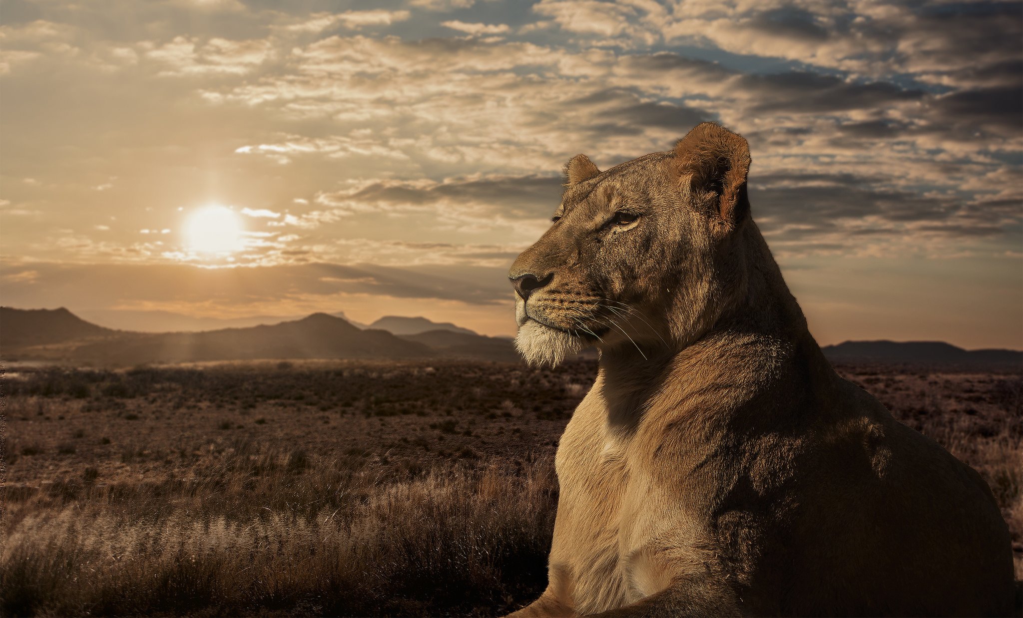 lion, Lioness, Savannah, Sunset Wallpaper