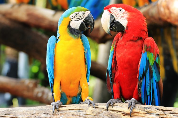 parrot, Macaw, Birds, Couple HD Wallpaper Desktop Background