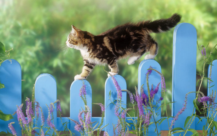 kitten, Balance HD Wallpaper Desktop Background