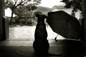 animals, Dogs, Umbrellas
