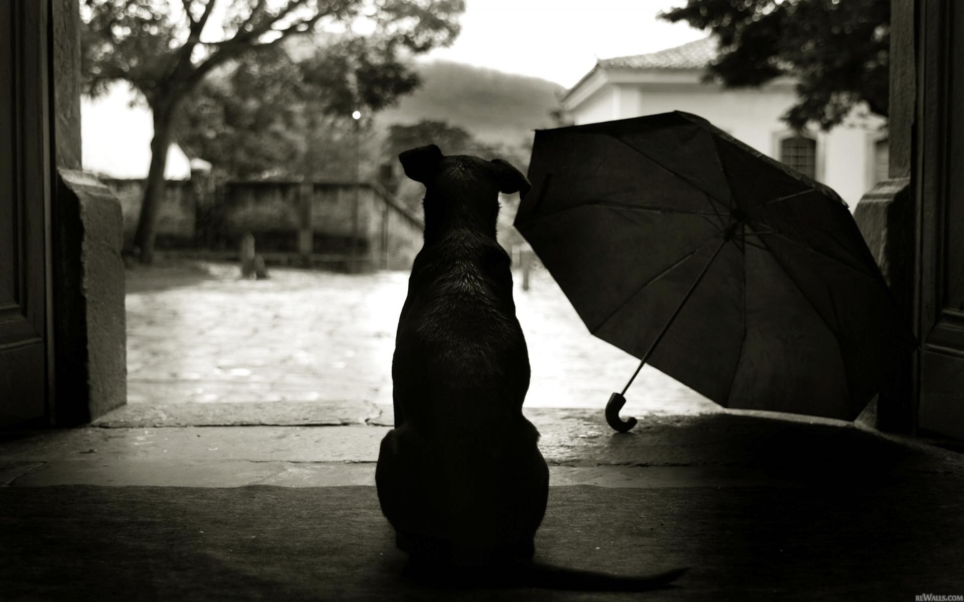 animals, Dogs, Umbrellas Wallpaper
