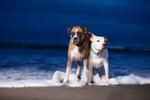 beach, Animals, Dogs