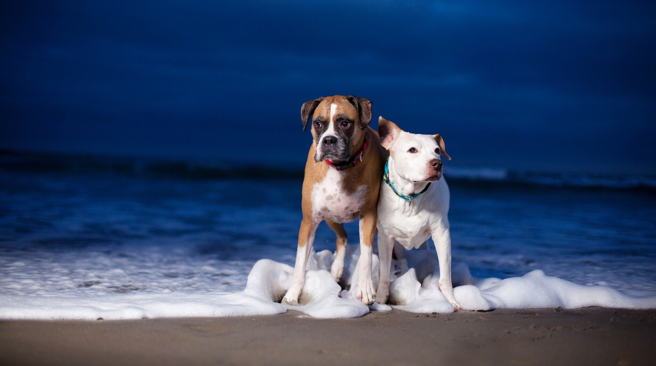 beach, Animals, Dogs Wallpaper