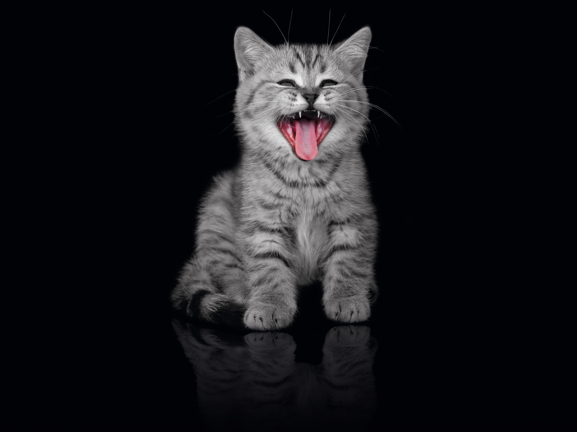 yawning, Cat Wallpaper