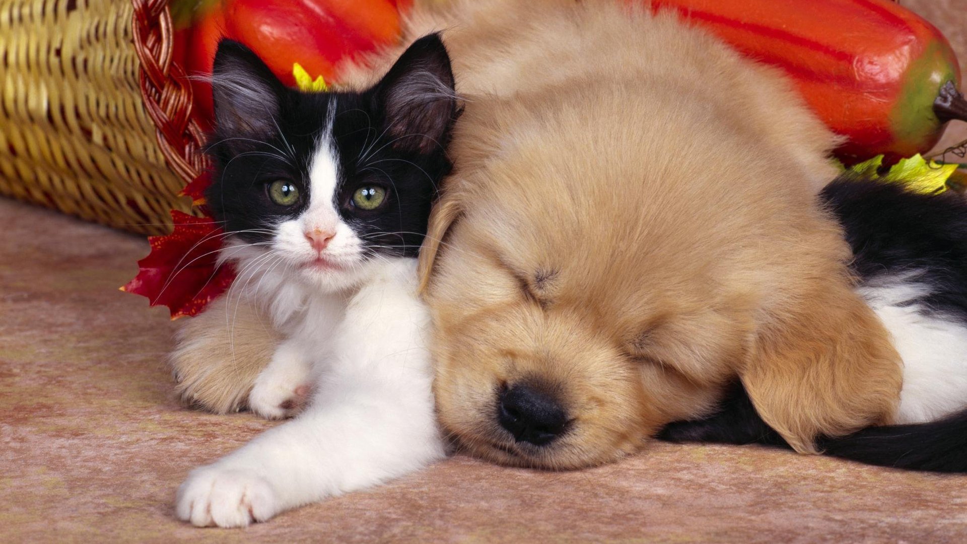 dog, And, Cat Wallpaper