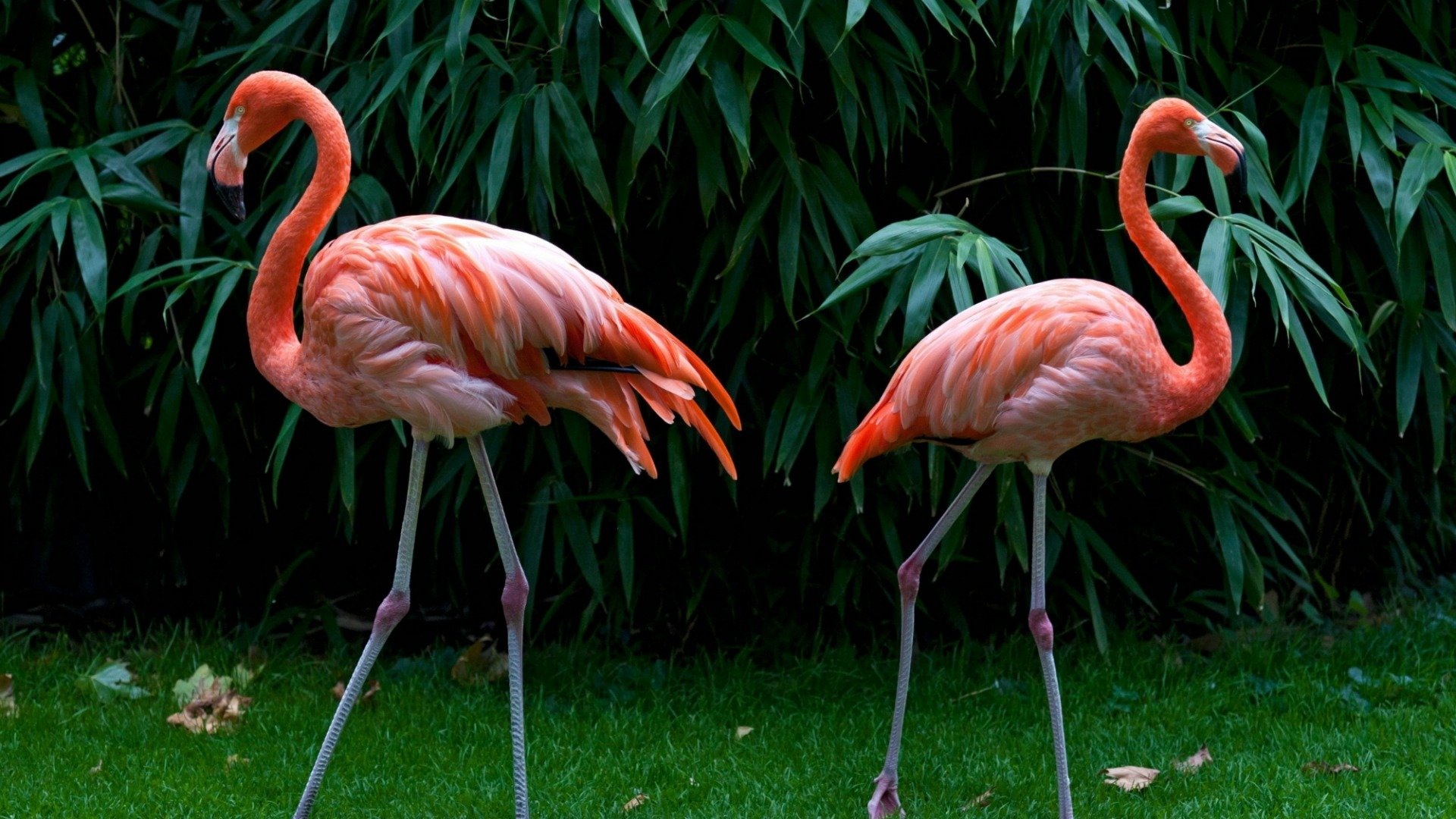 flamingos Wallpaper