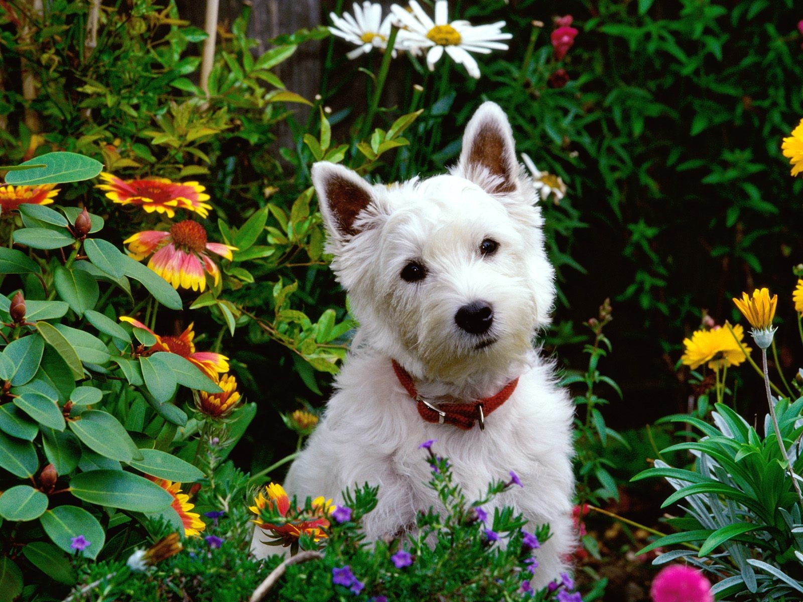 nature, Flowers, Animals, Dogs Wallpaper