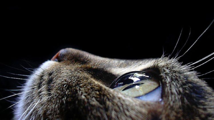 close up, Eyes, Cats, Faces HD Wallpaper Desktop Background