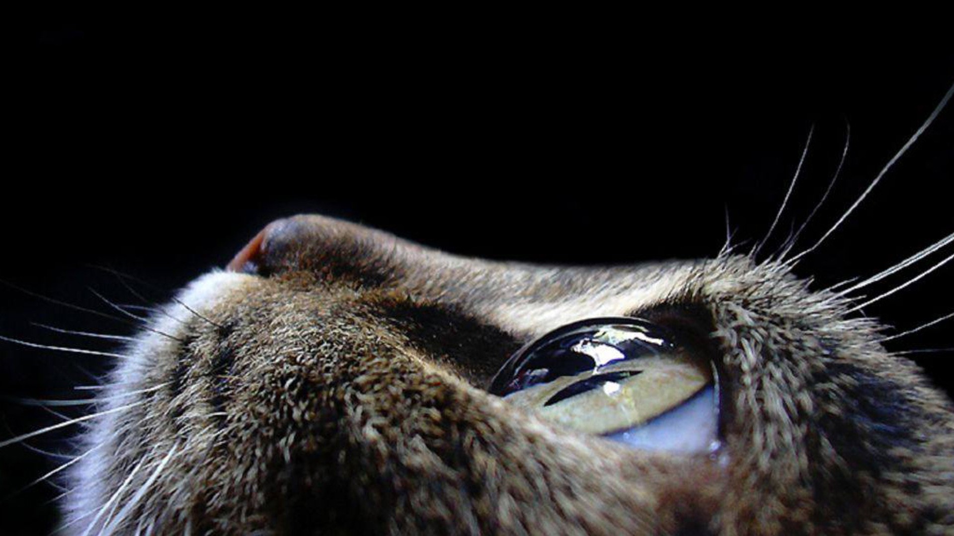 close up, Eyes, Cats, Faces Wallpaper