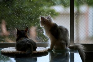 cats, Pets, Window, Rain, House, Life