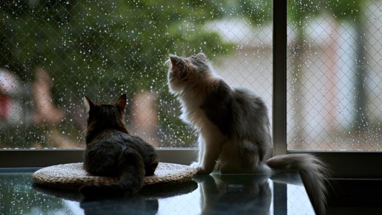 cats, Pets, Window, Rain, House, Life HD Wallpaper Desktop Background