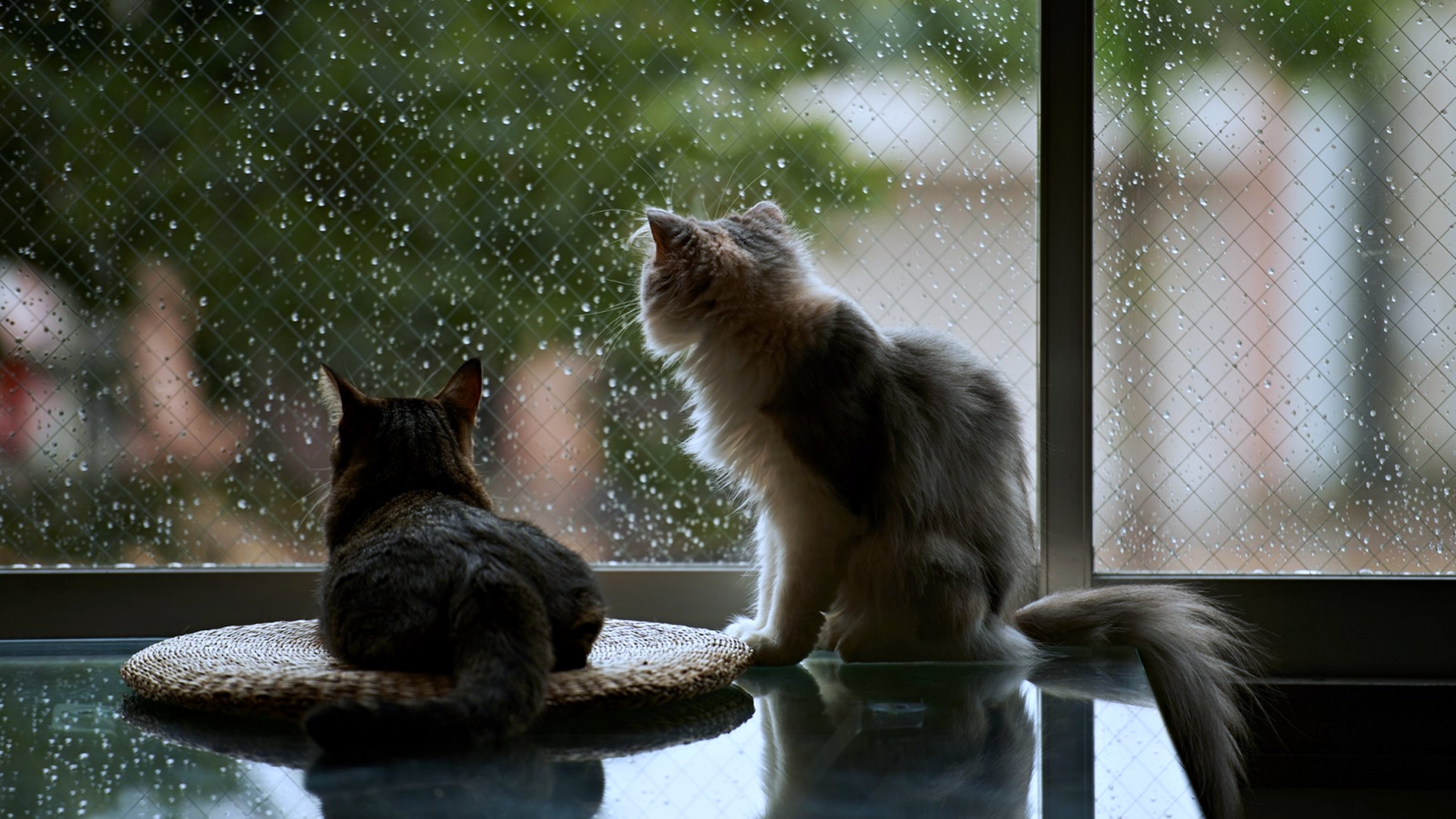 cats, Pets, Window, Rain, House, Life Wallpaper