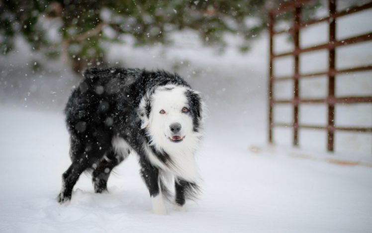 winter, Animals, Dogs HD Wallpaper Desktop Background