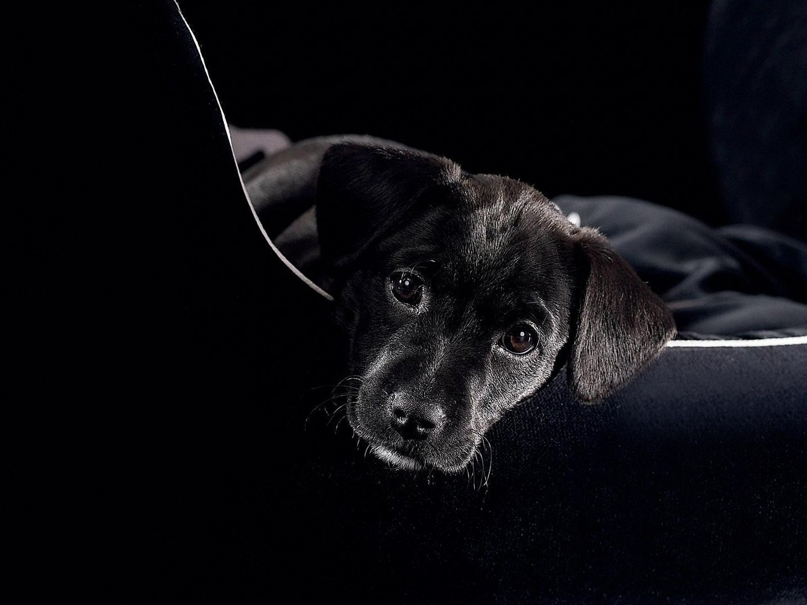 puppy Wallpaper