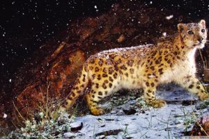 nature, Animals, Snow, Leopards