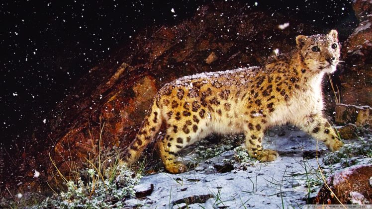 nature, Animals, Snow, Leopards HD Wallpaper Desktop Background