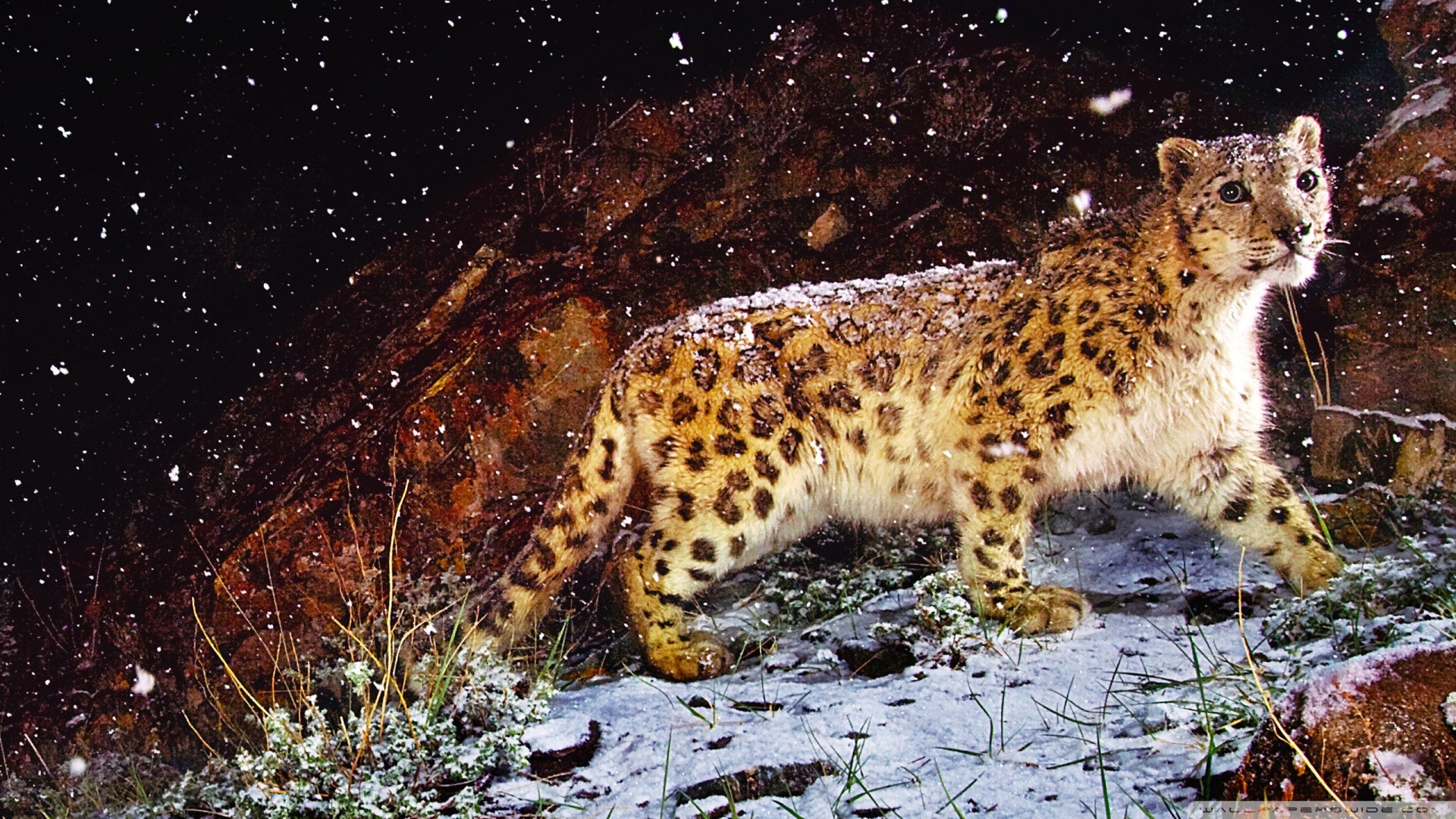 nature, Animals, Snow, Leopards Wallpaper