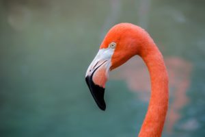 american, Flamingo