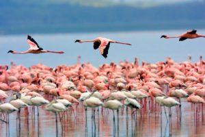 flock, Of, Flamingos