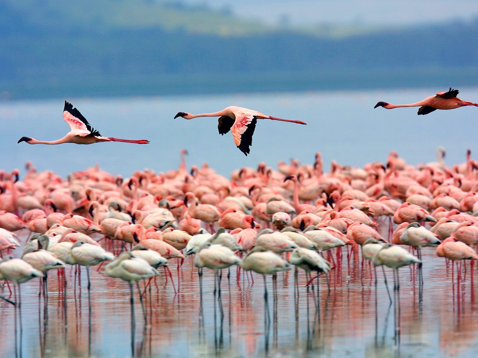 flock, Of, Flamingos Wallpaper