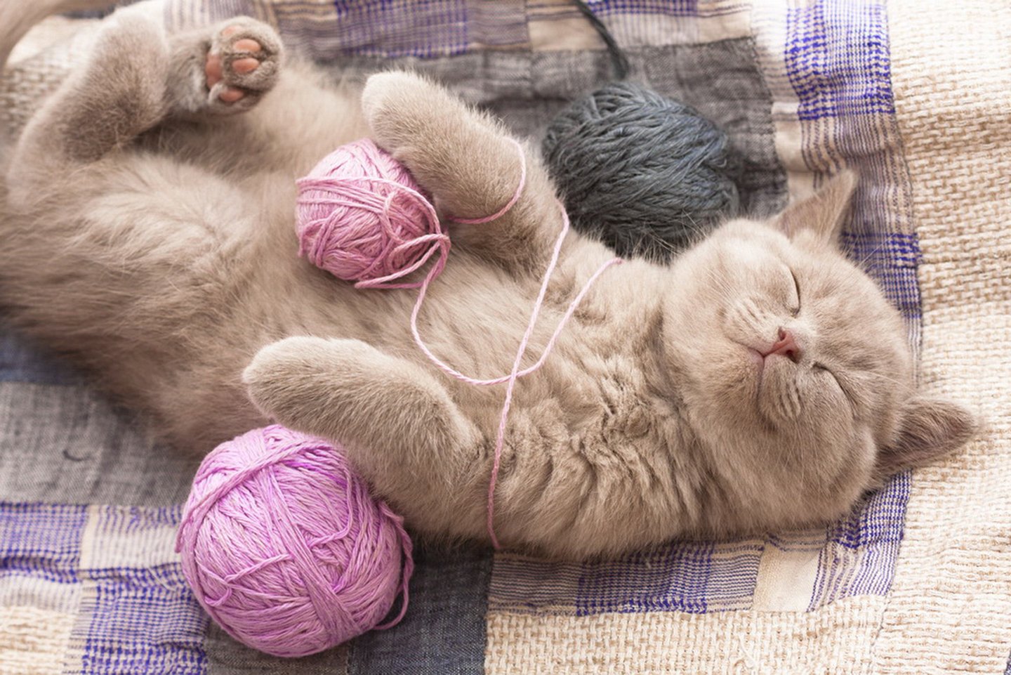 kitten playing with ball