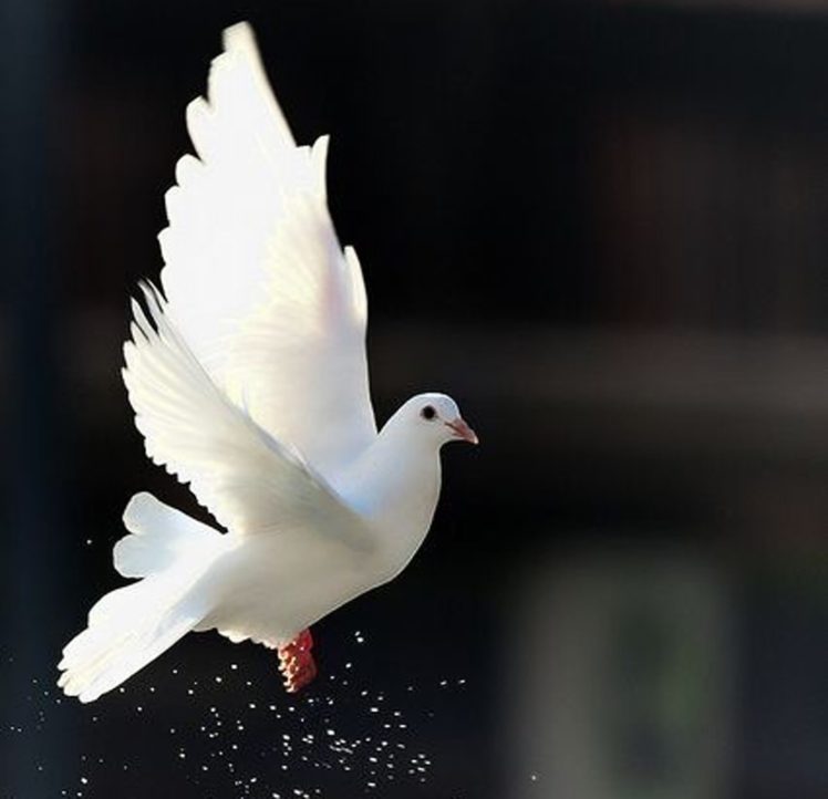 white dove beautiful bird animal, Freedom Wallpapers HD / Desktop ...