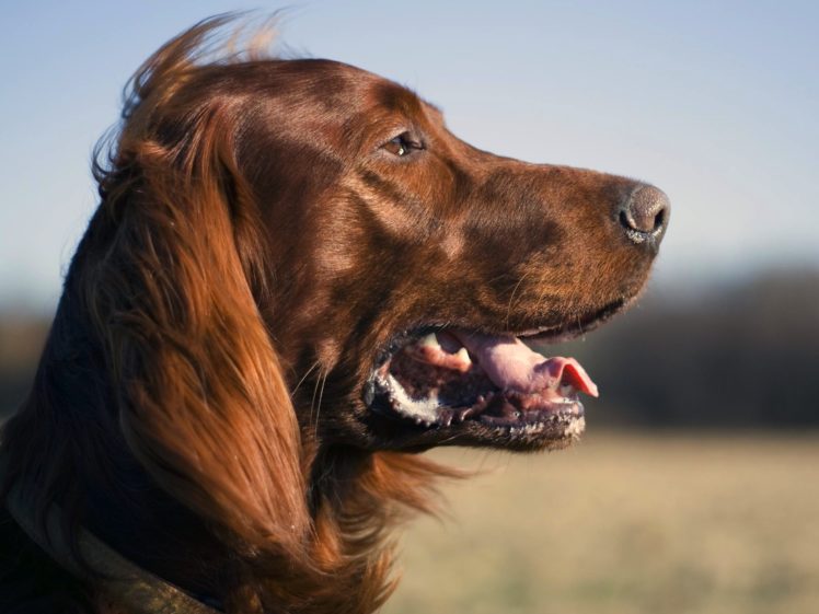 animals, Dogs, Brown, Irish HD Wallpaper Desktop Background