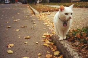streets, Cats, Animals, Roads, Yard