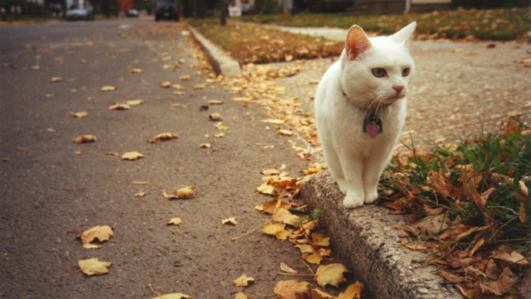 streets, Cats, Animals, Roads, Yard HD Wallpaper Desktop Background