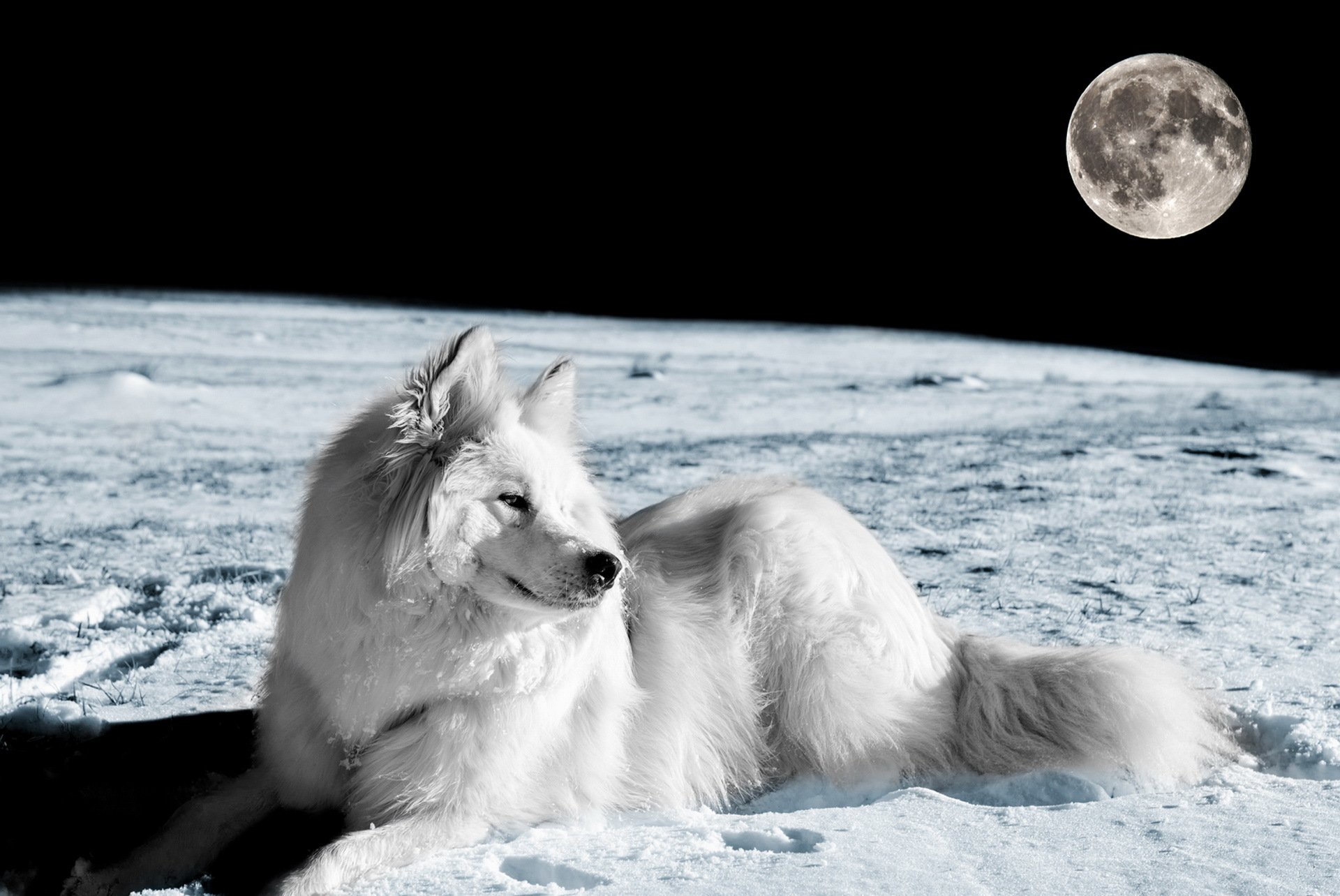 dog, Eyes, Friend, Moon, Fox, Foxes, Wolf, Wolves, Winter Wallpaper