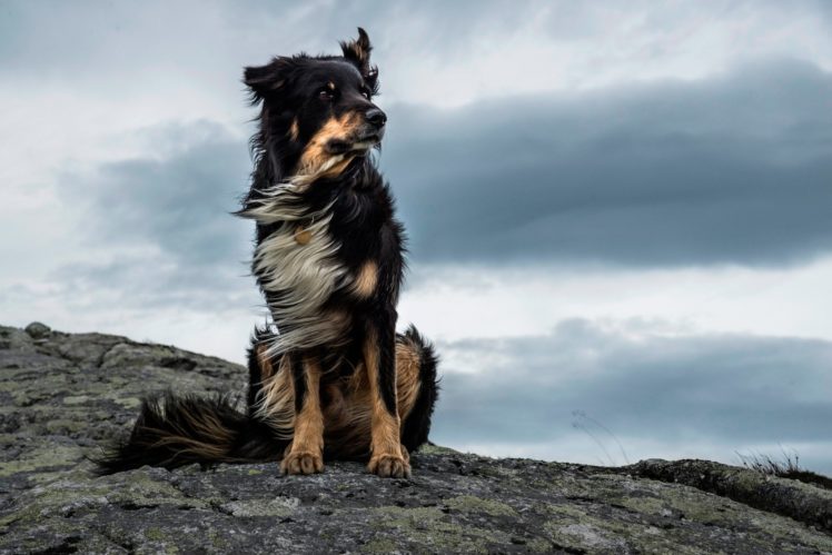 dog, Majestic, Wind, Stone, Animal HD Wallpaper Desktop Background