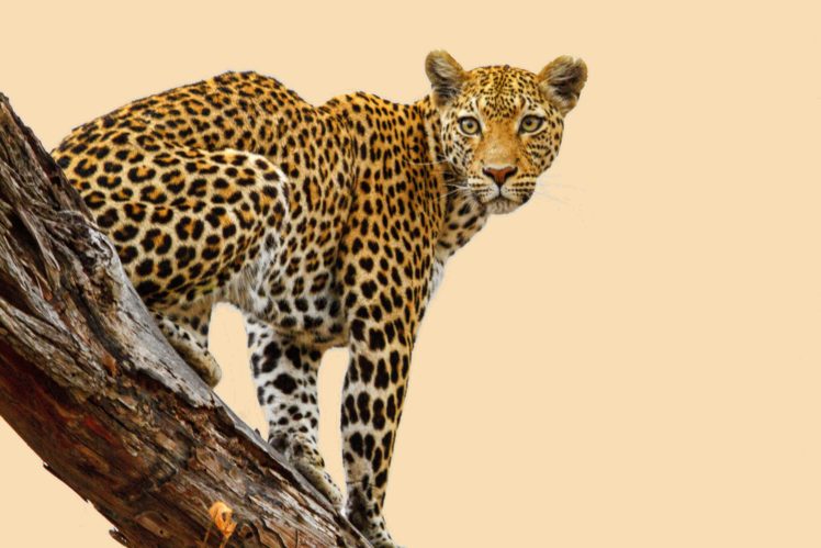 leopard, Predator, Animal HD Wallpaper Desktop Background