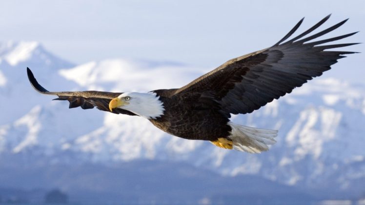 bald, Eagle, Spirit, Flight, Sky, Wings, Bird, Animal HD Wallpaper Desktop Background