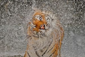 big, Cats, Tigers, Spray, Animals, Drops, Water, Tiger