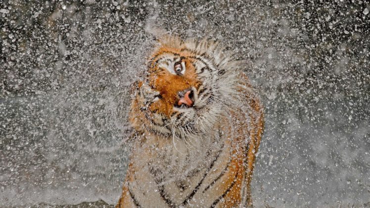 big, Cats, Tigers, Spray, Animals, Drops, Water, Tiger HD Wallpaper Desktop Background