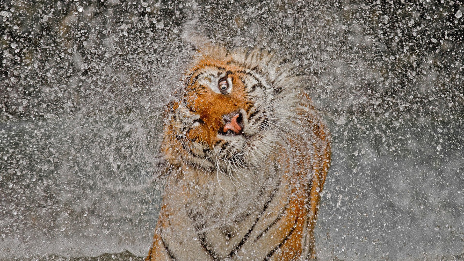 big, Cats, Tigers, Spray, Animals, Drops, Water, Tiger Wallpaper