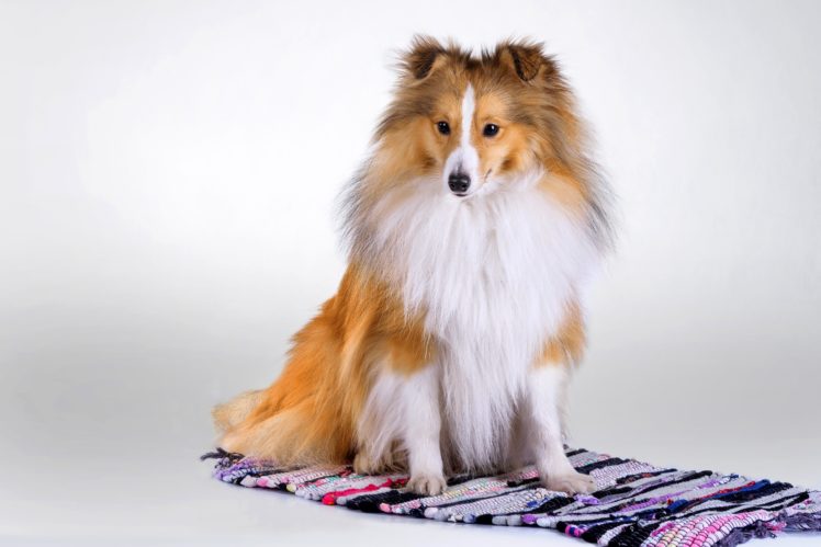 dogs, Collie, Animals HD Wallpaper Desktop Background