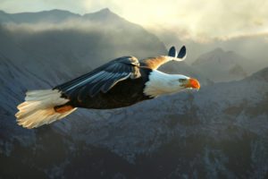 eagle, Mountain, Flight, Bird, Predator