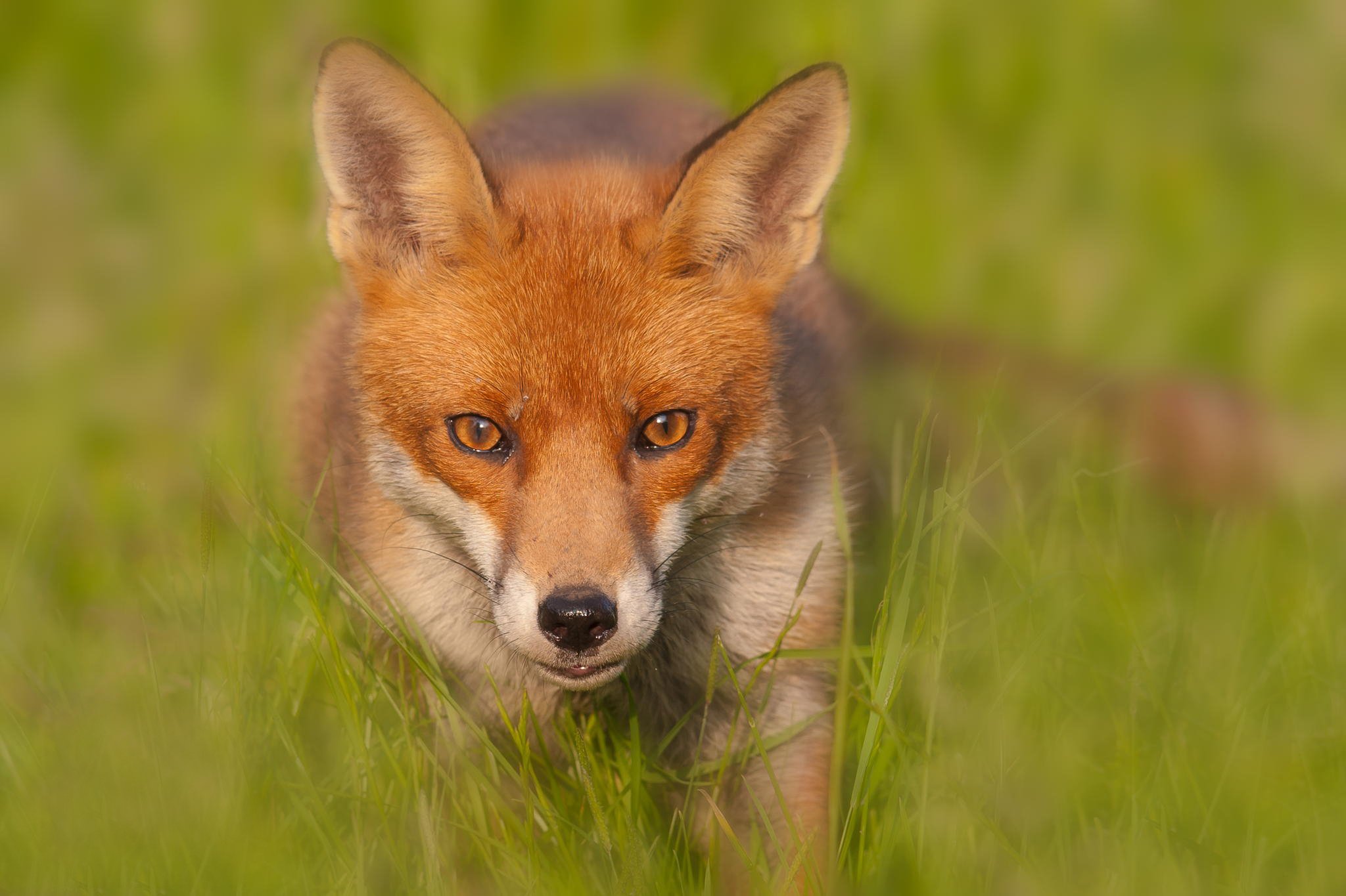 fox, Foxes Wallpaper