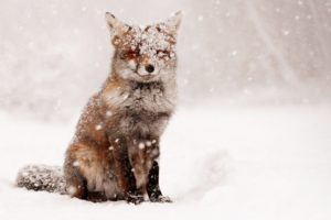 fox, Snow, Snow, Winter, Nature, Animals, Foxes
