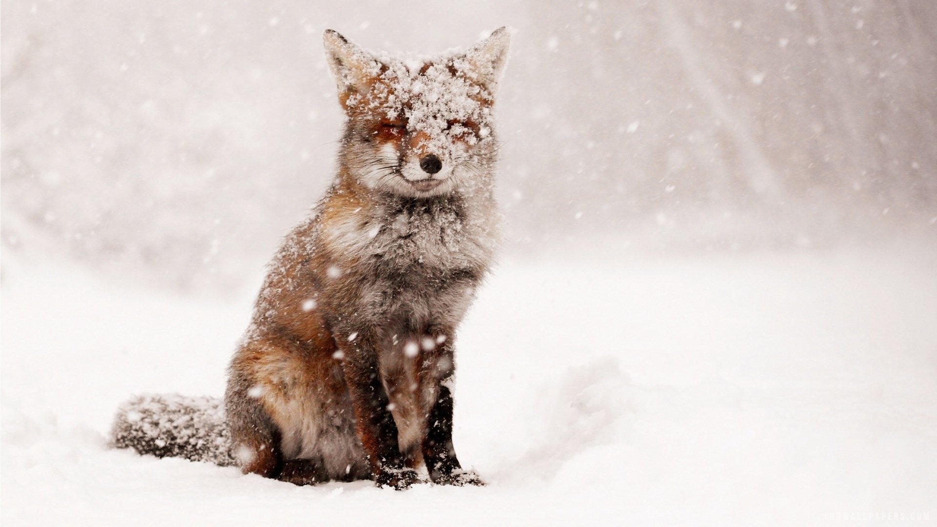fox, Snow, Snow, Winter, Nature, Animals, Foxes Wallpaper