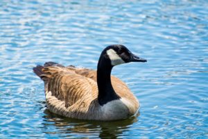goose, Bird, Neck, Pond, Ripples, Geese, Lake