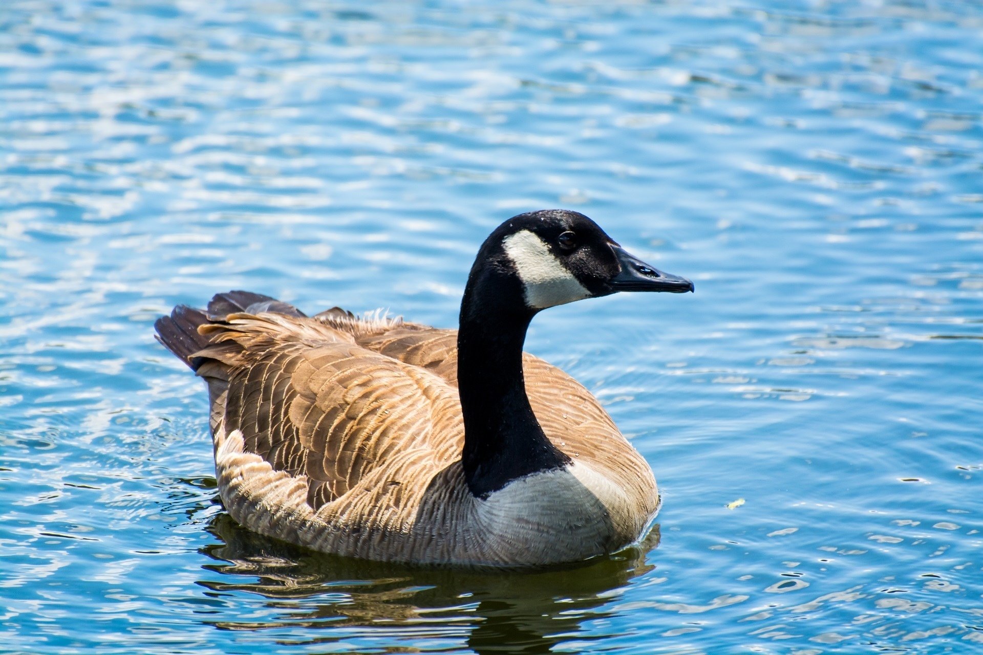 goose, Bird, Neck, Pond, Ripples, Geese, Lake Wallpaper