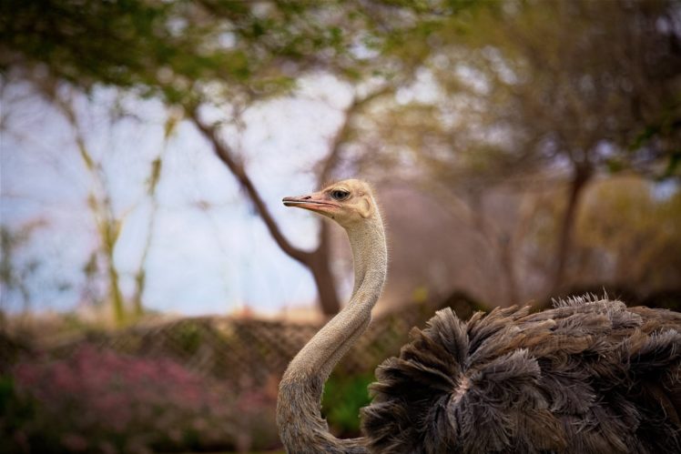 ostrich, Bird, Neck, Profile, Zoo HD Wallpaper Desktop Background