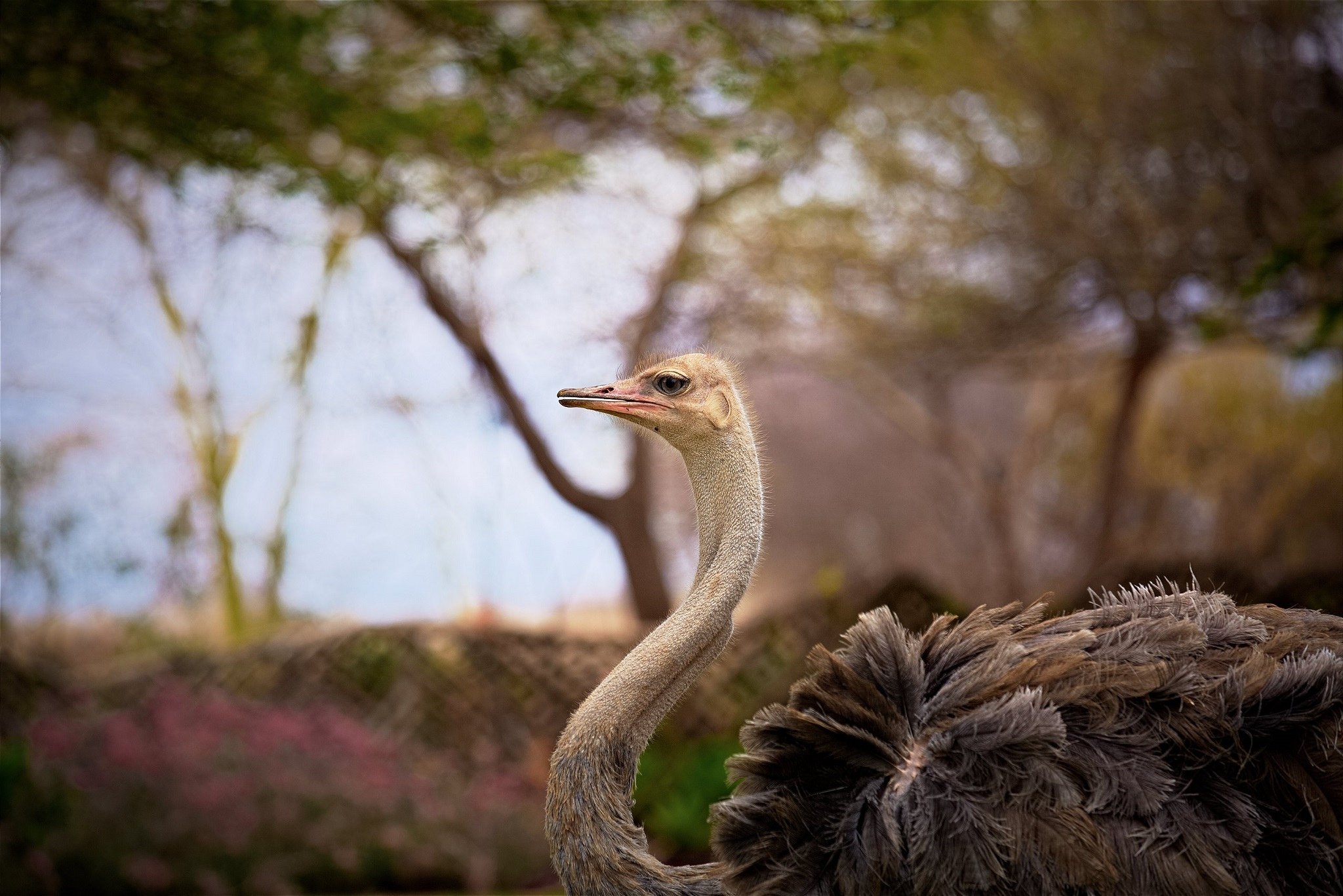 ostrich, Bird, Neck, Profile, Zoo Wallpaper