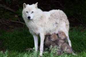 wolf, Wolves, Mother, Puppy, Baby