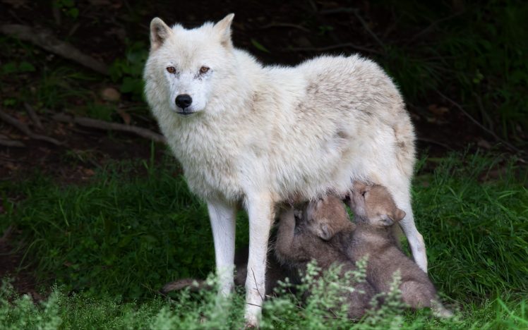 wolf, Wolves, Mother, Puppy, Baby HD Wallpaper Desktop Background