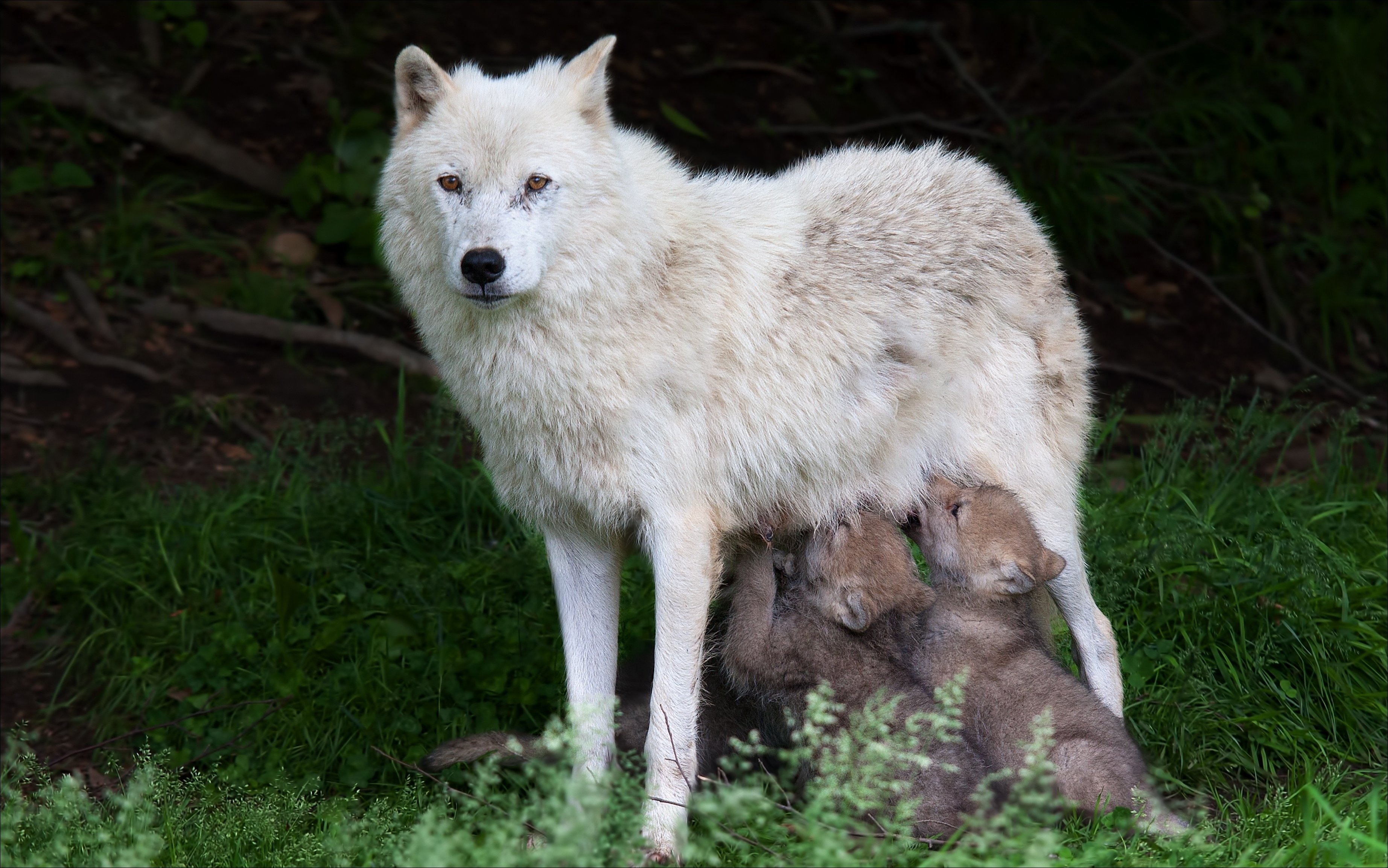 wolf, Wolves, Mother, Puppy, Baby Wallpaper
