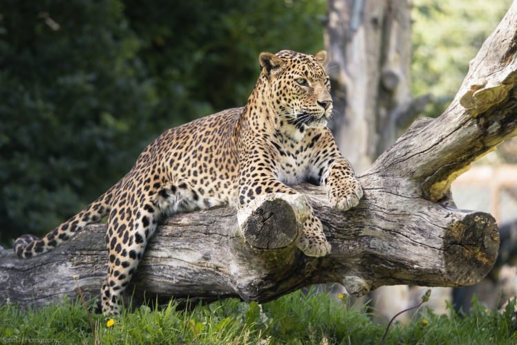leopard, Wild, Cat, Predator, Spots, Muzzle HD Wallpaper Desktop Background