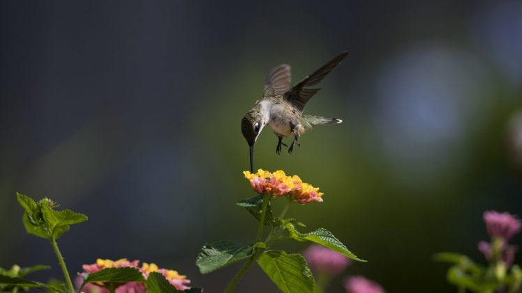 animal, Bird, Flower, Wings, Fly HD Wallpaper Desktop Background
